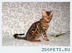 Бенгальские котята