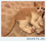 Пропал кот!