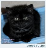 Британские котята черный дым из питомника.
