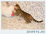 Бенгальские котята