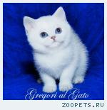 Эксклюзивные британские шиншиллы синеглазки шоу-класс