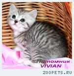 Британские котята вискас из питомника.