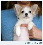 ЩЕНКИ ЧИХУАХУА выбор окрасов