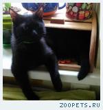Потерялся кот