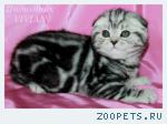 Шотландские вислоухие котята черный мрамор.