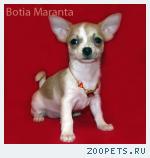 Чихуахуа,  модная расписная  Ясенька