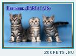 Шотландские котята мраморных окрасов 