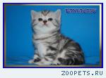 Шотландские котята мраморных окрасов 