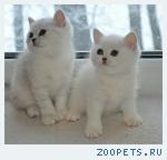 Британские котята серебристые шиншиллы с изумрудными глазами