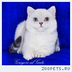 Роскошные британские шиншиллы голубоглазки