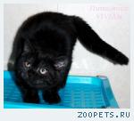 Британские котята черный дым из питомника.