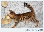 Бенгальские котята