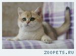 Британские шиншиллы
