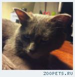 НАЙДЕН СЕРЫЙ КОТ