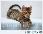 Котик породы тойгер