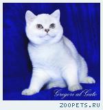 Роскошные британские шиншиллы голубоглазки