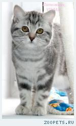Британские котята вискас из питомника.