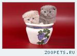 клубные котята питомника''sweettoy''