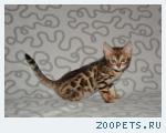 Бенгальские котята