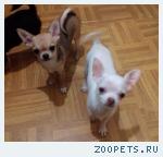 ЩЕНКИ ЧИХУАХУА выбор окрасов