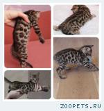 Бенгальские котята розетка на золоте