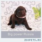 Продаются щенки Лабрадора — шоколадные!