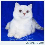 Роскошные британские шиншиллы голубоглазки шоу-класс