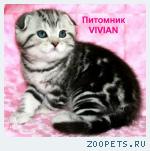 Шотландские вислоухие котята черный мрамор на серебре.