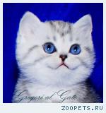 Британские клубные серебристые котята с изумрудными глазами