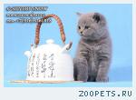 Питомник кошек породы британская короткошерстная