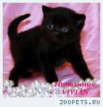 Британские черные котята с документами.