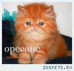 Персидский котик красный мрамор