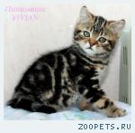 Британские котята черный мрамор из питомника.