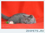 Элитная классика – котята голубые шотландские.