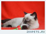 Элитный клубный чистокровный шотландский котенок колорного окрас