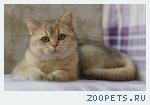 Британский котик - золотистая шиншилла