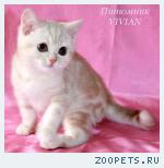 Британские котята красный мрамор на серебре