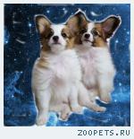 Щенки Папийона — собака бабочка!
