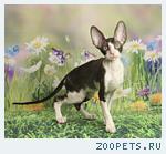Корниш-рекс королевские кудрявые котята