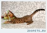 Бенгальские котята