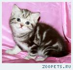 Британские котята шоколадный мрамор на серебре.
