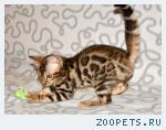 Бенгальские котята