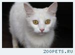 найдена кошка