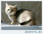 Британский котик - золотистая шиншилла