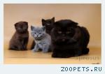 клубные котята питомника''sweettoy''