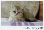 Британские котята - золотистые шиншиллы