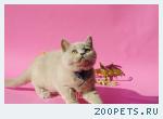 Британские котята