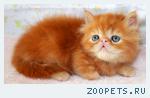 Персидский рыжий котик- красный мрамор