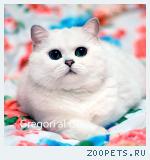 Британские шиншиллы котята от Чемпионов