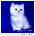 Британские шиншиллы котята шоу-класс